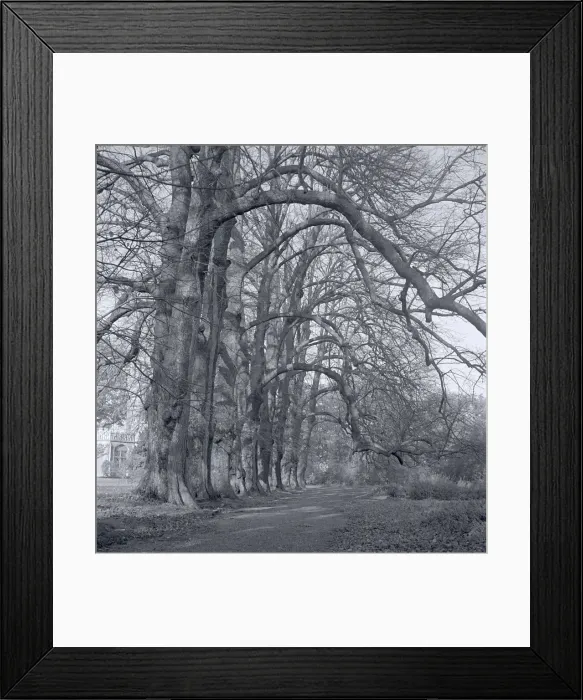 Framed Print : Autumn wood scene at Berkhampstead Park Circa 1958 Framed Print : Autumn wood scene at Berkhampstead Park Circa 1958
