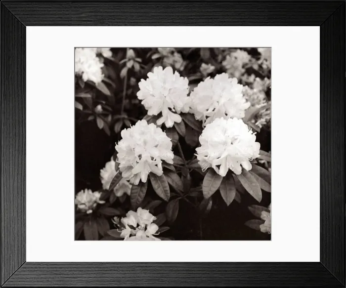 Framed Print : Growing outdoors in a bush Hydrangea Framed Print : Growing outdoors in a bush Hydrangea
