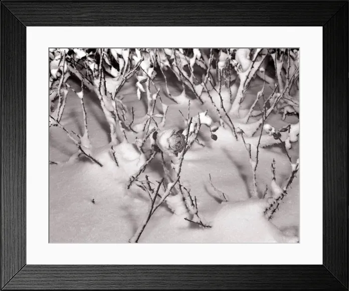 Framed Print : Winter Scenes 1954 A flower covered in thick snow Framed Print : Winter Scenes 1954 A flower covered in thick snow
