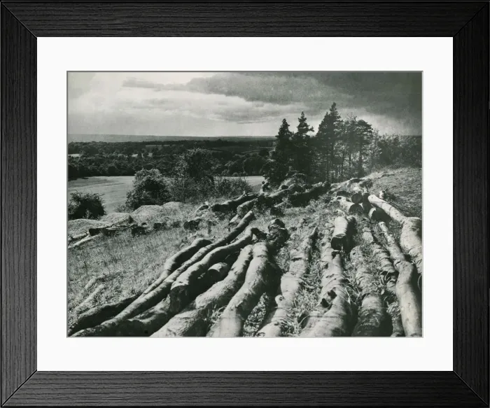 Framed Print : Surrey Countryside near Godalming Country Scene Fallen trees Circa Framed Print : Surrey Countryside near Godalming Country Scene Fallen trees Circa