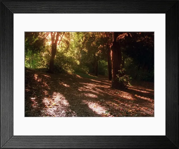Framed Print : Sunlight through trees in an Essex Wood Framed Print : Sunlight through trees in an Essex Wood