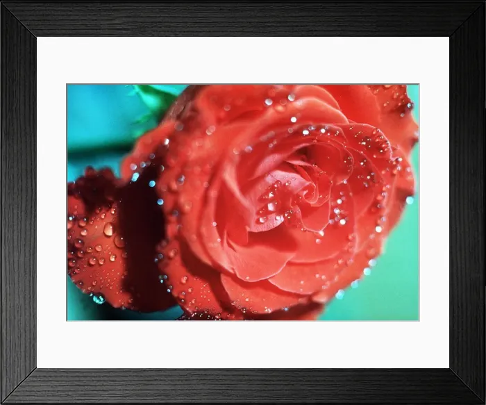 Framed Print : Red Rose - August 1979