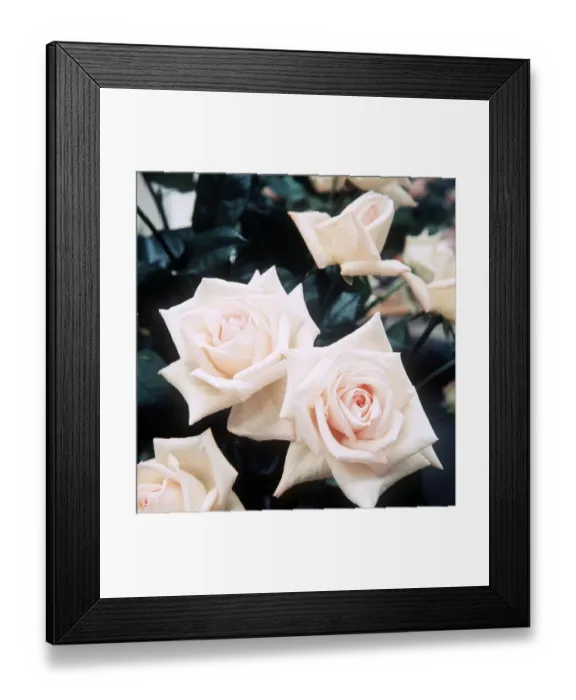 Framed Print : Roses at the Royal National Rose Show - July 1971 at Alexandra Palace Framed Print : Roses at the Royal National Rose Show - July 1971 at Alexandra Palace
