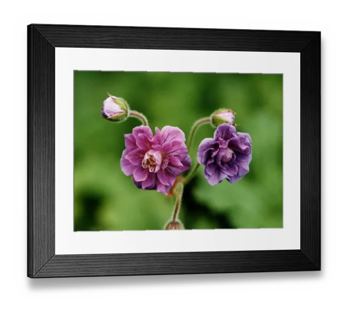 Framed Print : Geranium Himalayense Flora Plena Plant Of The Week July 1997 Framed Print : Geranium Himalayense Flora Plena Plant Of The Week July 1997