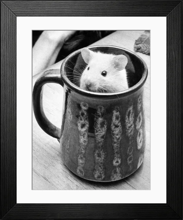 Framed Print : A hamster in a mug Framed Print : A hamster in a mug