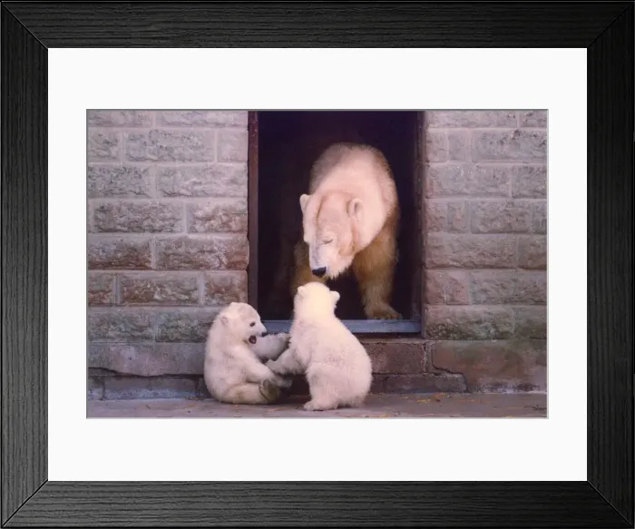 Framed Print : A polar bear with her two cubs