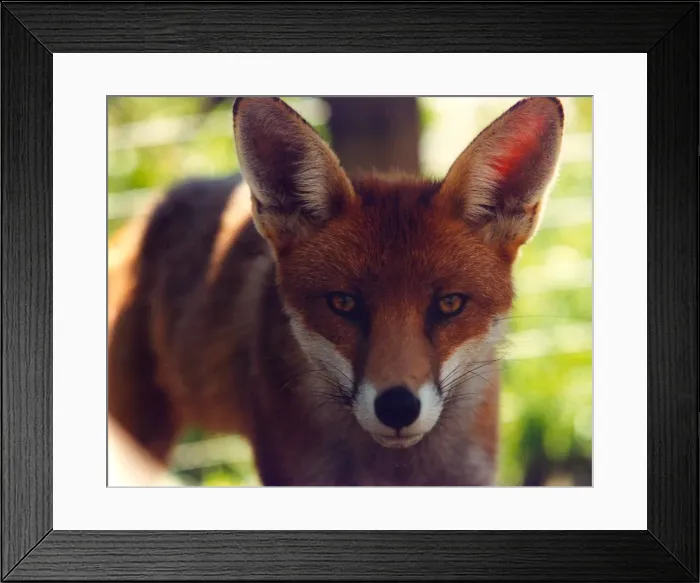 Framed Print : A fox Framed Print : A fox
