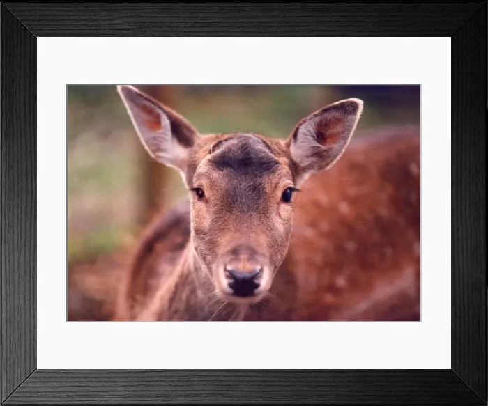 Framed Print : A deer Framed Print : A deer