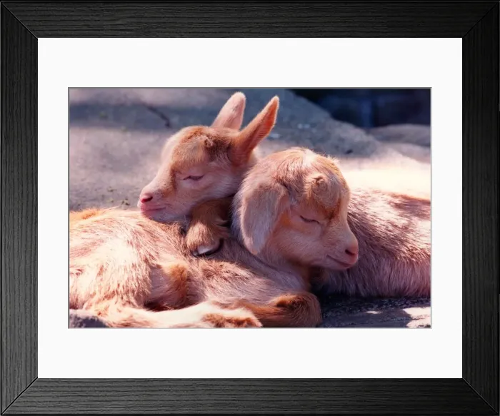 Framed Print : Gold Guernsey goat kids Lisa and Minelli Framed Print : Gold Guernsey goat kids Lisa and Minelli
