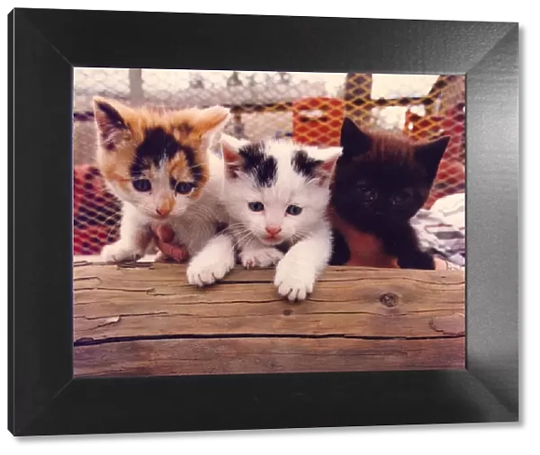 Three wild kittens