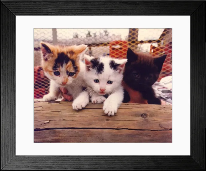 Framed Print : Three wild kittens Framed Print : Three wild kittens