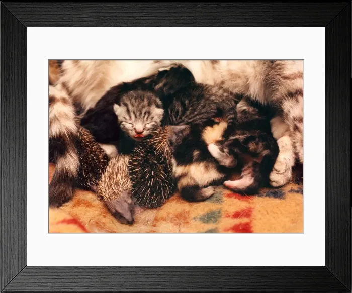 Framed Print : Spotty the cat who is suckling hedgehogs as well as her kittens Framed Print : Spotty the cat who is suckling hedgehogs as well as her kittens