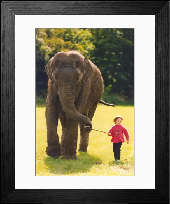 Framed Print : An elephant being led by a child Framed Print : An elephant being led by a child