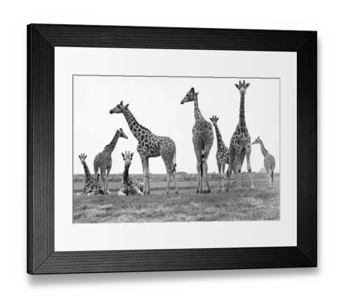 Framed Print : Giraffes at Lambton Lion Park Framed Print : Giraffes at Lambton Lion Park