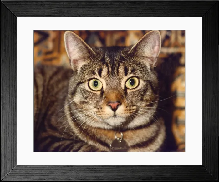 Framed Print : A portrait of a cat Framed Print : A portrait of a cat