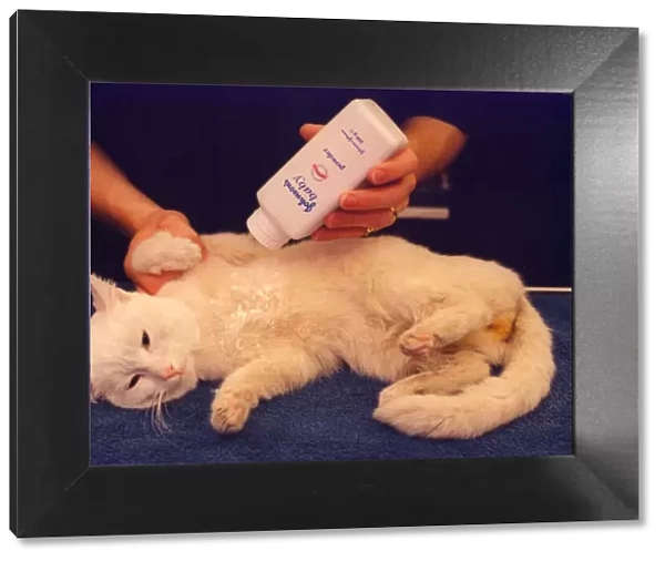 A white tom cat called Sidney getting some talc on after his bath