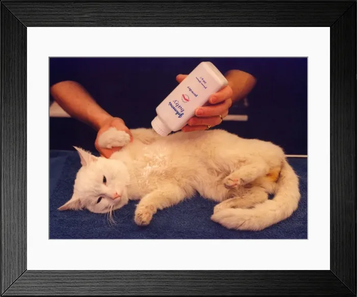 Framed Print : A white tom cat called Sidney getting some talc on after his bath
