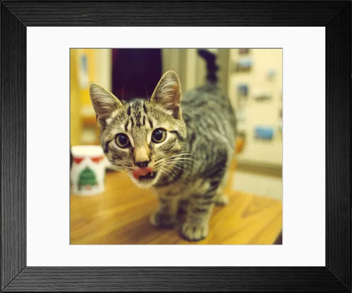 Framed Print : The cat that got the cream licking his lips Framed Print : The cat that got the cream licking his lips