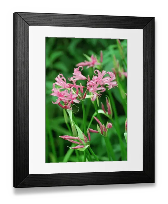 Framed Print : Pink Star flower in Bill Chudziak garden 1998 Framed Print : Pink Star flower in Bill Chudziak garden 1998