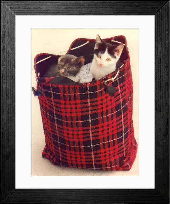 Framed Print : Two kittens in a shopping bag