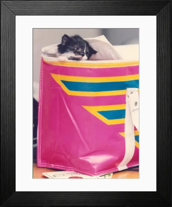 Framed Print : A kitten in a shopping bag