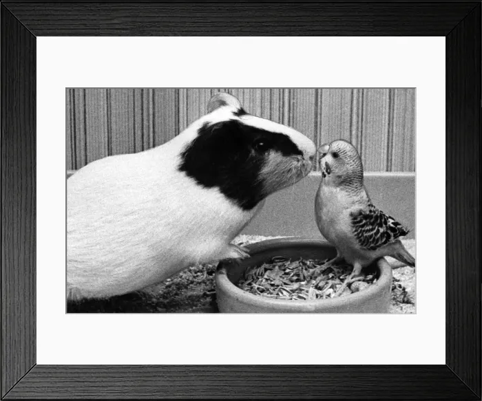 Framed Print : Mario the Guinea Pig and Jimmy the Budgie Framed Print : Mario the Guinea Pig and Jimmy the Budgie