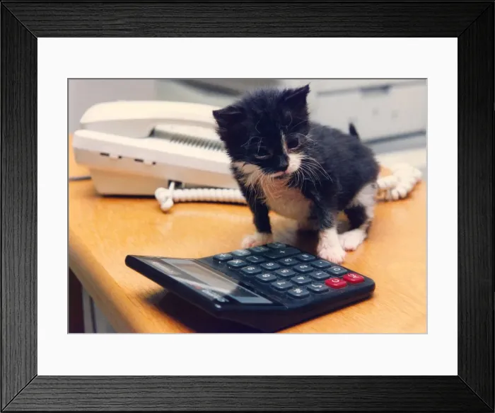 Framed Print : A kitten with a calculator Framed Print : A kitten with a calculator