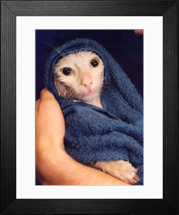 Framed Print : A white tom cat called Sidney getting warmed and dried in a towel after having a good