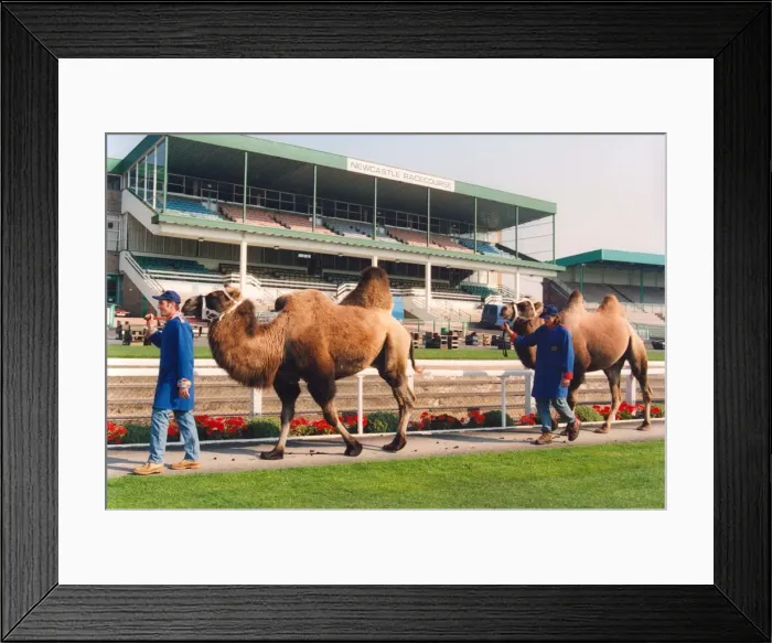 Framed Print : Camels on show before their race at Newcastle Racecourse Framed Print : Camels on show before their race at Newcastle Racecourse