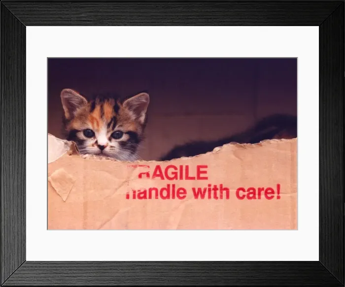 Framed Print : A kitten in a cardboard box Framed Print : A kitten in a cardboard box