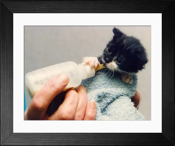Framed Print : A kitten getting a bottle feed Framed Print : A kitten getting a bottle feed