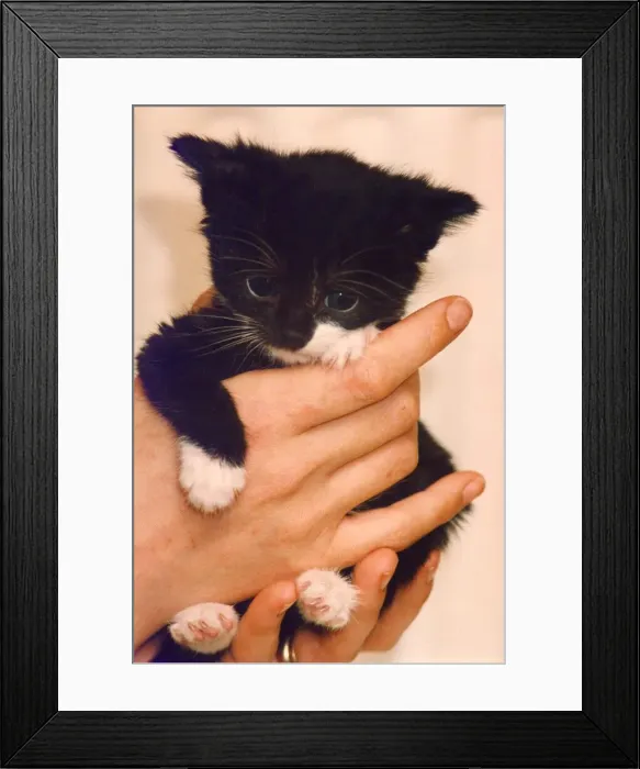 Framed Print : A very young kitten