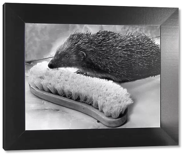 This hedgehog is looking for company and has mistaken this scrubbing brush as a friend