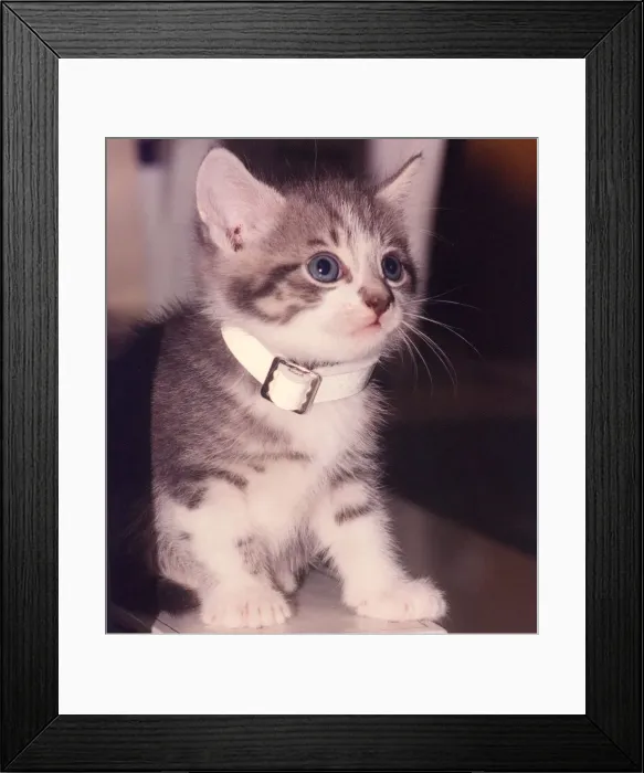 Framed Print : A kitten