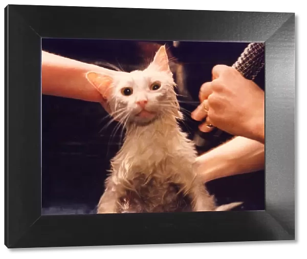 A white tom cat called Sidney being dried after having his fur washed