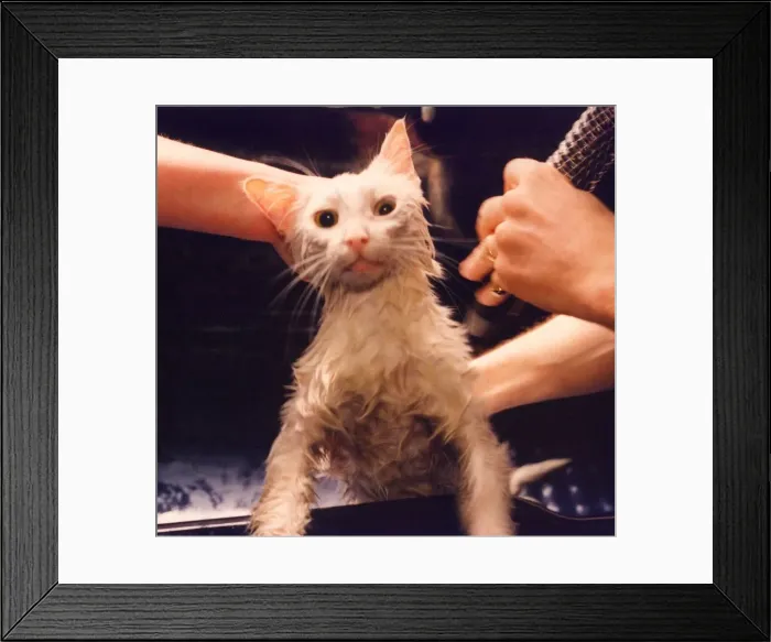 Framed Print : A white tom cat called Sidney being dried after having his fur washed Framed Print : A white tom cat called Sidney being dried after having his fur washed
