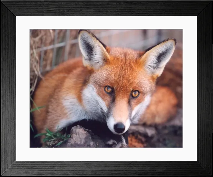 Framed Print : A fox