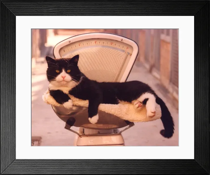Framed Print : Thomas the cat on a set of scales Framed Print : Thomas the cat on a set of scales