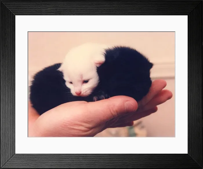 Framed Print : Snow and Drift new born brother and sister kittens Framed Print : Snow and Drift new born brother and sister kittens