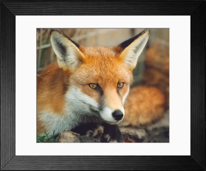 Framed Print : A fox