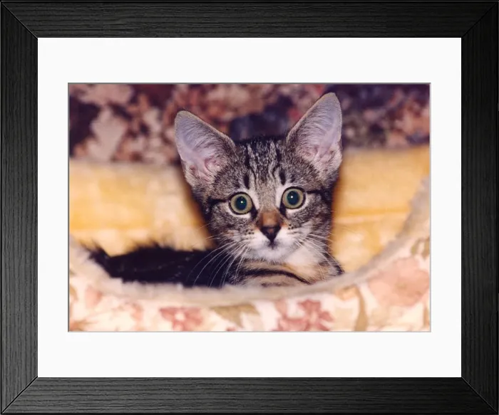 Framed Print : A kitten in its bed