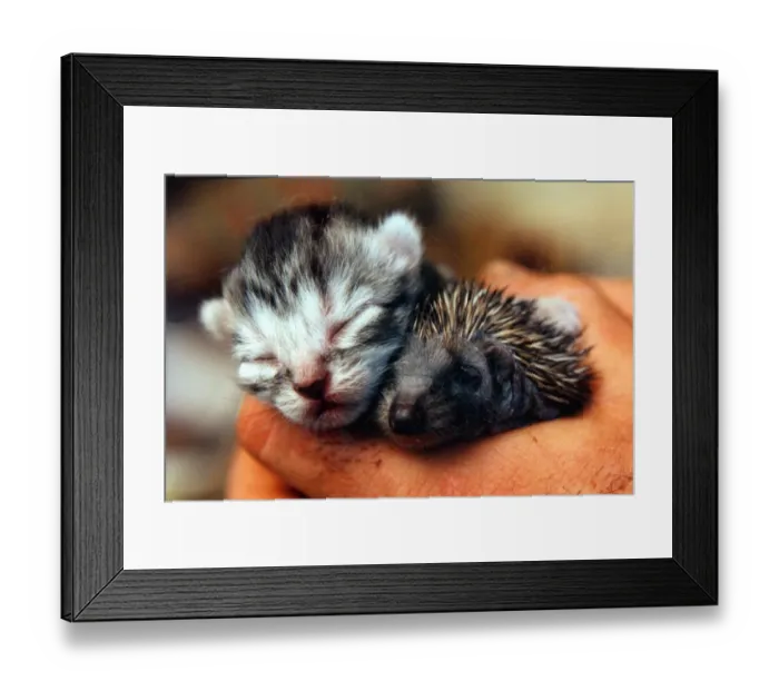 Framed Print : A kitten and a hedgehog who are both being suckled by a cat