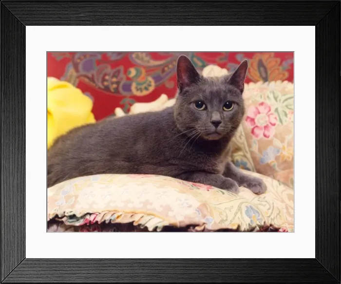 Framed Print : A pampered cat on a cushion