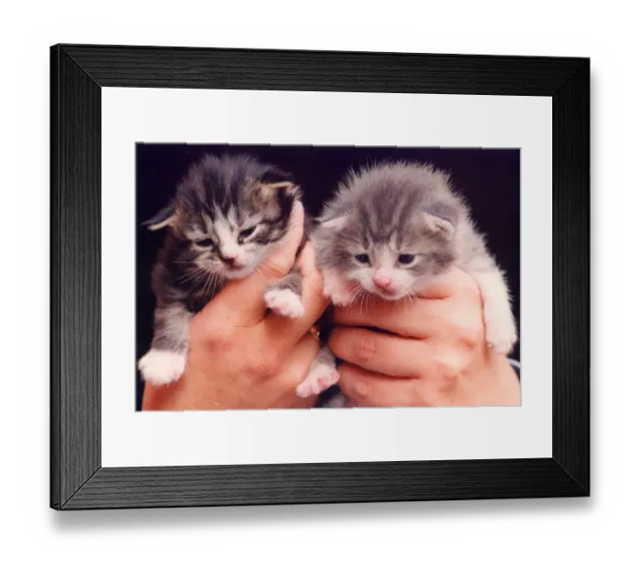 Framed Print : Two rescued kittens Framed Print : Two rescued kittens