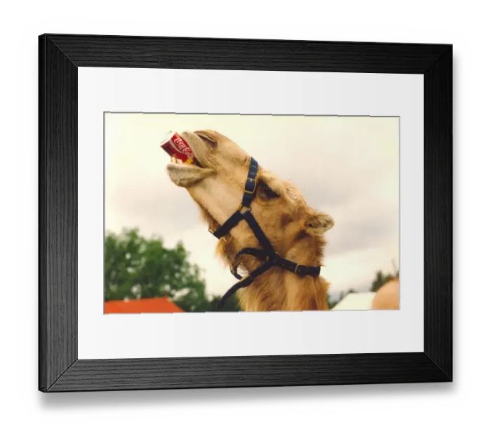 Framed Print : Topsy the camel enjoying a can of coke