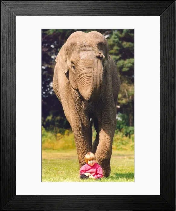 Framed Print : An elephant guarding a child Framed Print : An elephant guarding a child