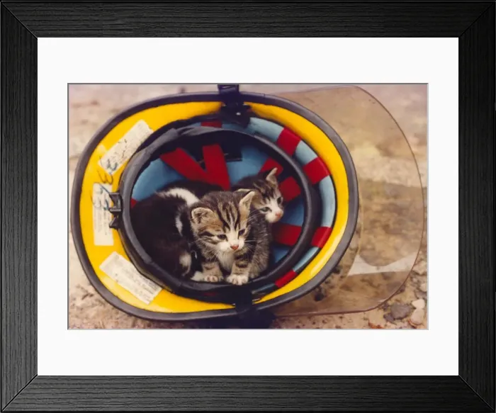 Framed Print : Some kittens in a firemans helmet Framed Print : Some kittens in a firemans helmet