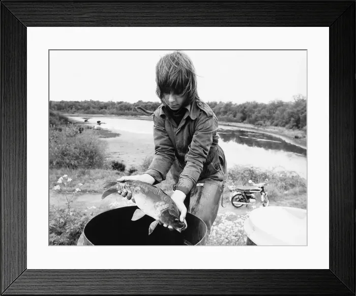 Framed Print : Weather drought boy rescues a carp at Coleshill Pool Warwickshire dbase msi