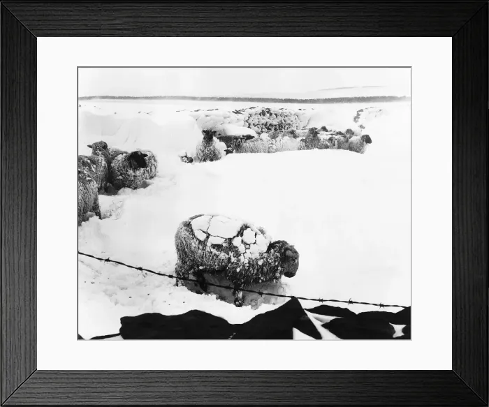 Framed Print : Weather snow sheep in the snow near Burnley Lancashire dbase