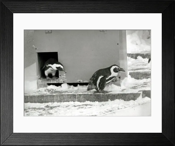 Framed Print : Penguins at London zoo in the snow Ice cold weather winter wintry Penguin Framed Print : Penguins at London zoo in the snow Ice cold weather winter wintry Penguin